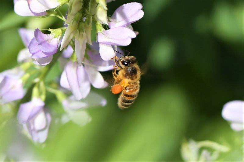 Apidae:  Apis mellifera